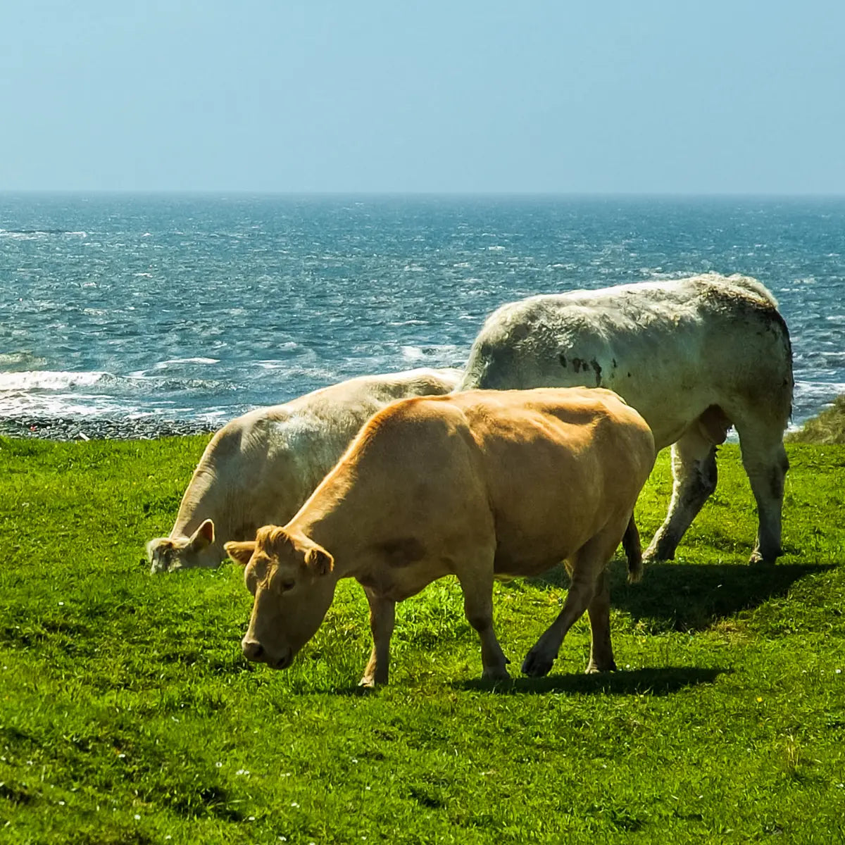 british and irish beef cow grasing