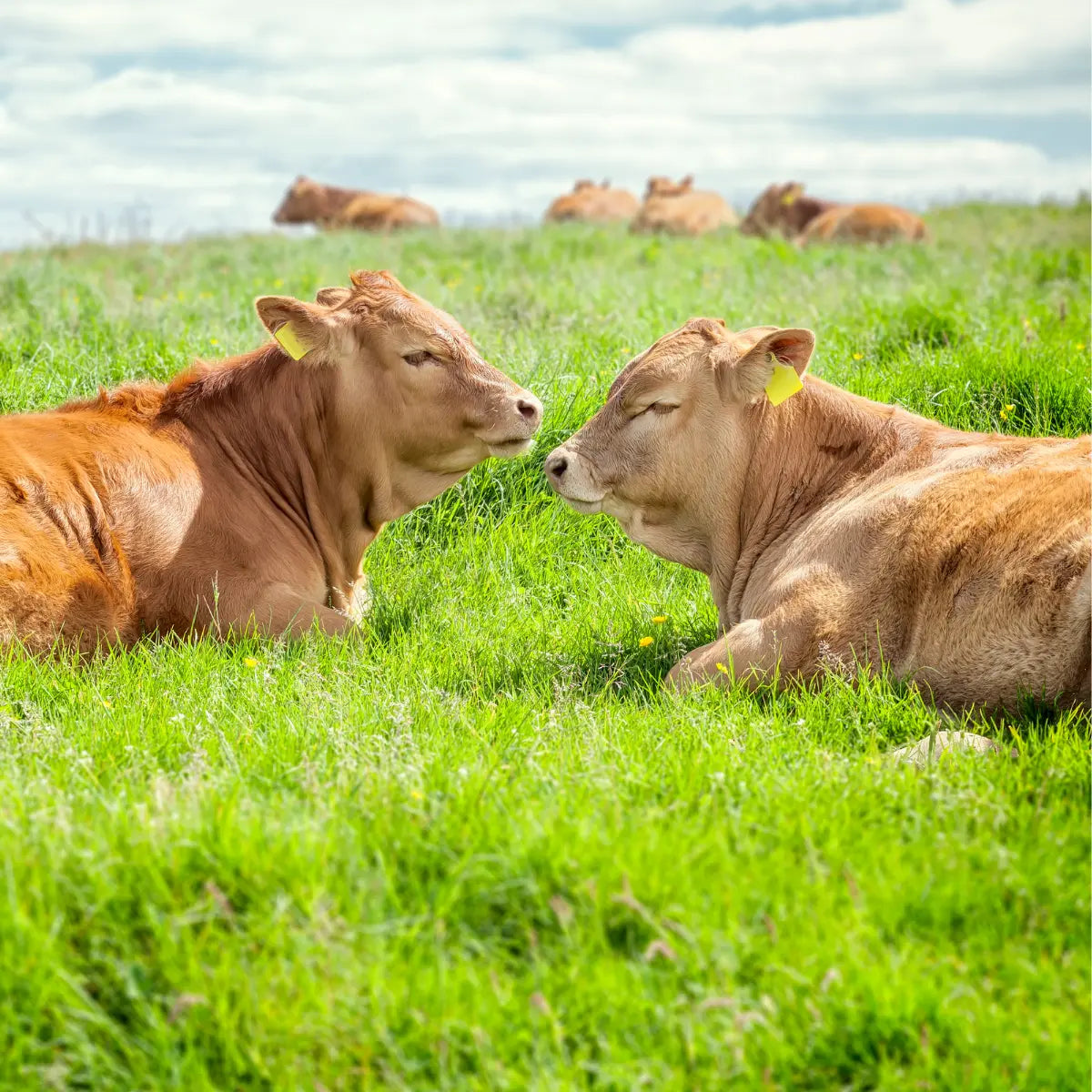 british and irish beef grasing